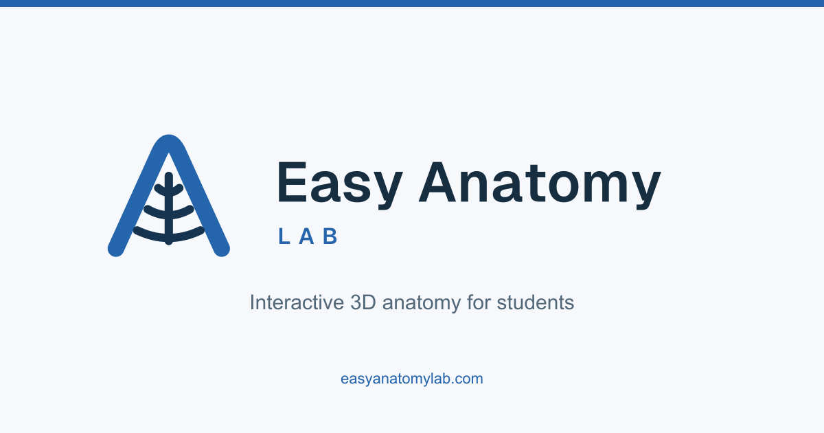 Sheep Brain Structures Brain Anatomy: Parts, Sections & 3D Model | EasyAnatomyLab